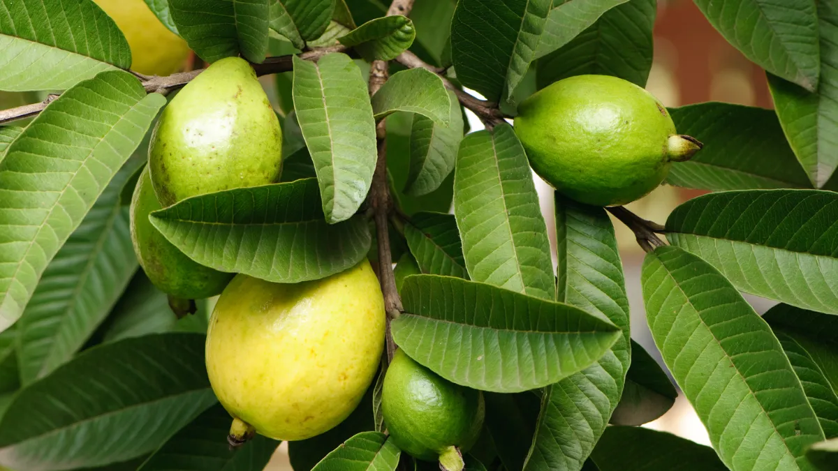 Tintura Guayaba hojas frasco 30ml