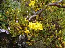 hiperico ramas.webp