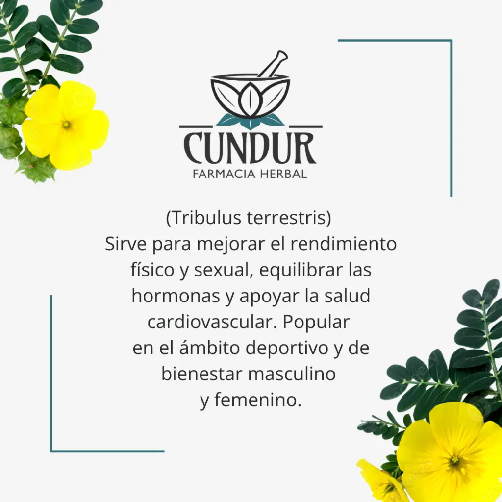 Info Trubulus fruto.webp