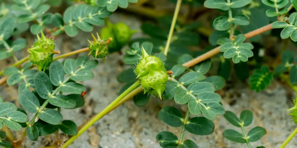 tribulus.webp