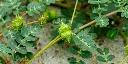 tribulus.webp