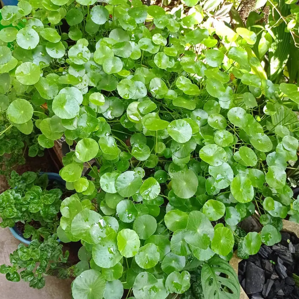 centella-asiatica.webp