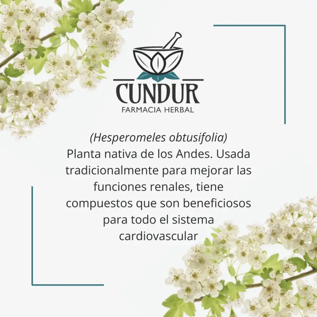 Info cerote.webp