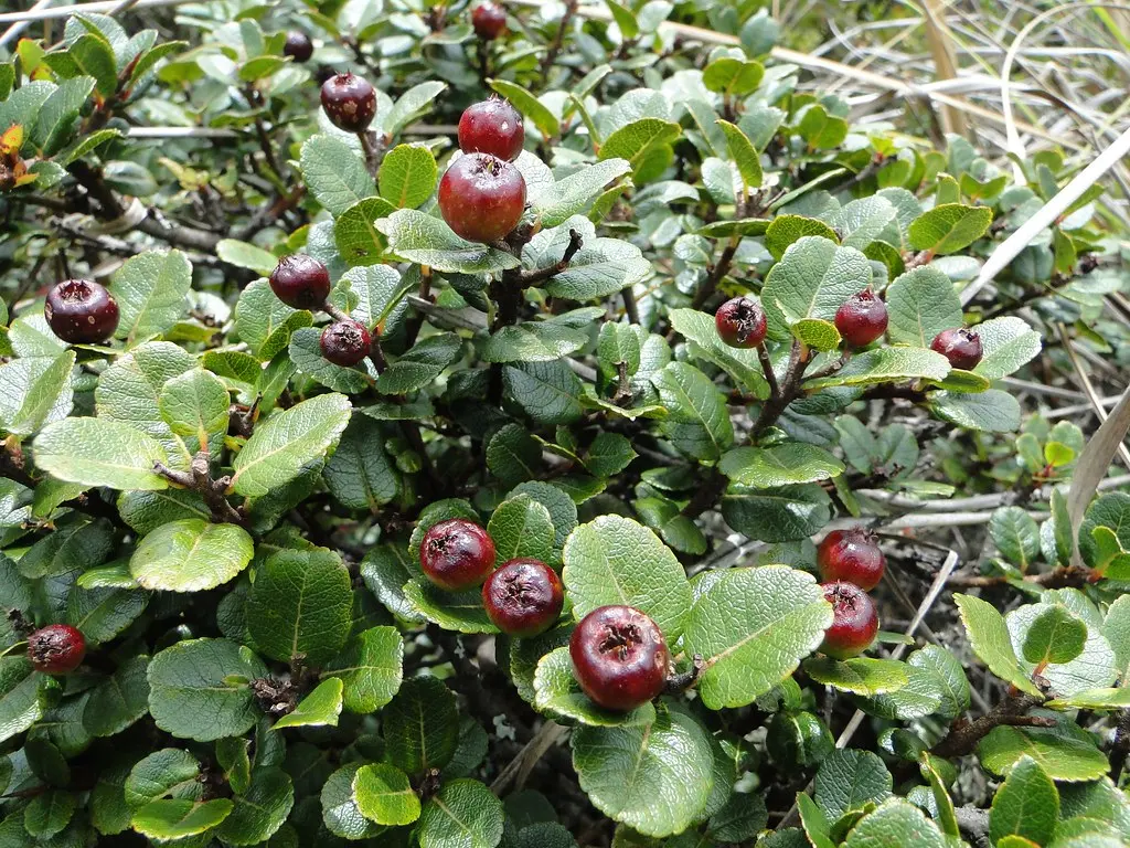 cerote frutos.webp