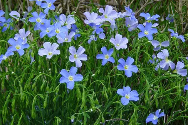 linaza planta.webp