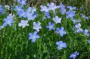 linaza planta.webp