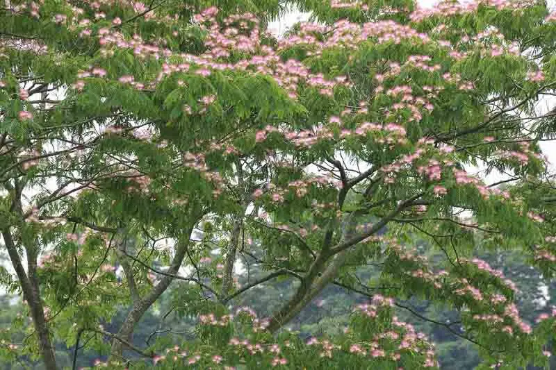 albizia julibrissin arbol.webp
