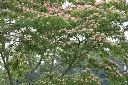 albizia julibrissin arbol.webp
