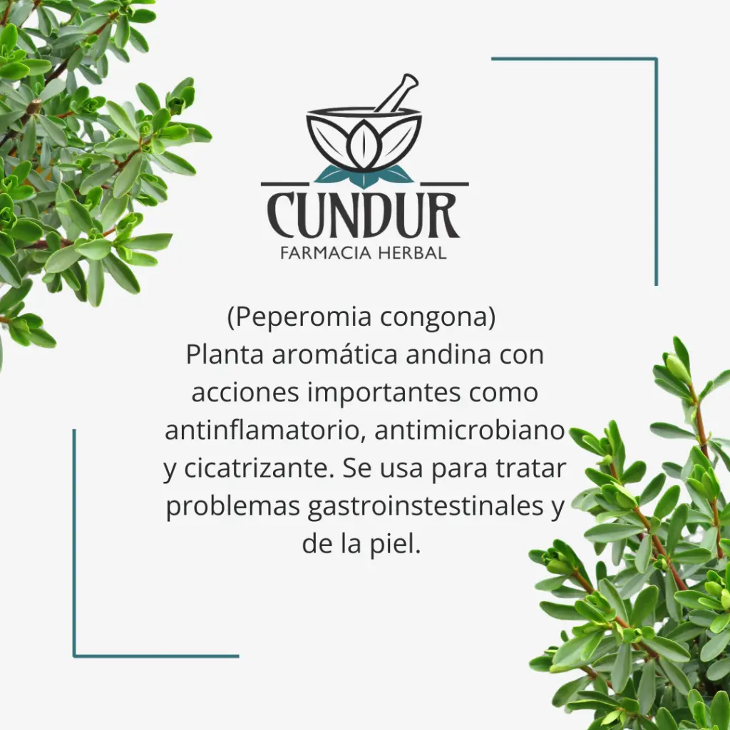 Info Congona hojas.webp