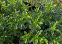 congona hojas.webp